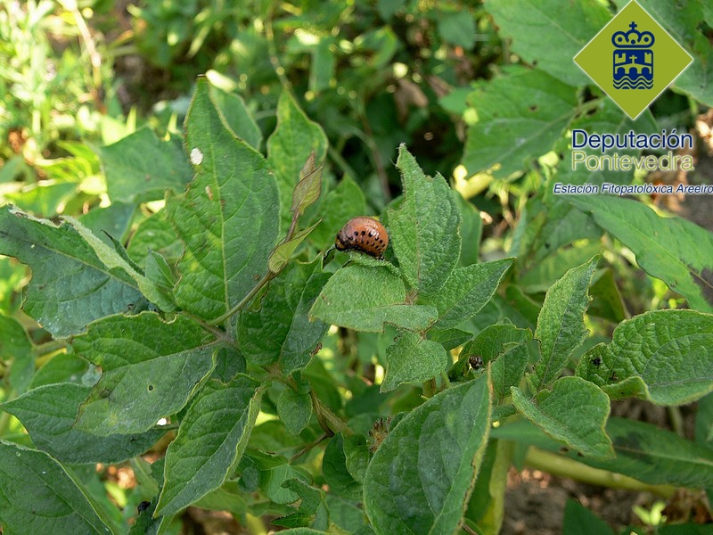 Escarabajo - Weevil - Escaravello >> Larva de escarabajo y sintomas de su alimentacion.jpg